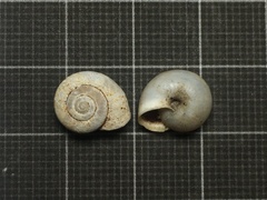Monacha obstructa