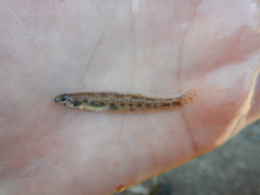 Etheostoma chlorosoma