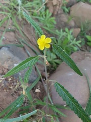 Corchorus asplenifolius