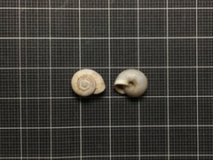 Monacha obstructa