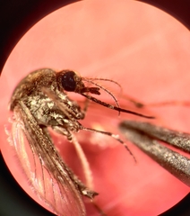 Aedes nigromaculis