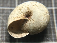 Monacha obstructa
