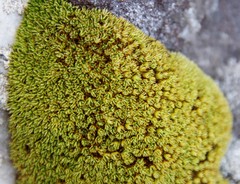 Crossidium spiralifolium