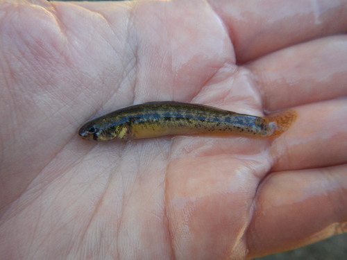 Goldstripe Darter