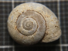 Monacha obstructa
