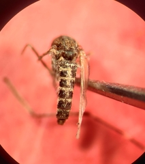 Aedes nigromaculis