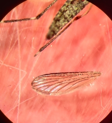 Aedes nigromaculis
