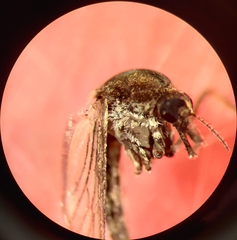 Aedes nigromaculis