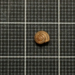 Monacha obstructa
