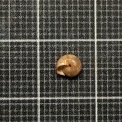 Monacha obstructa