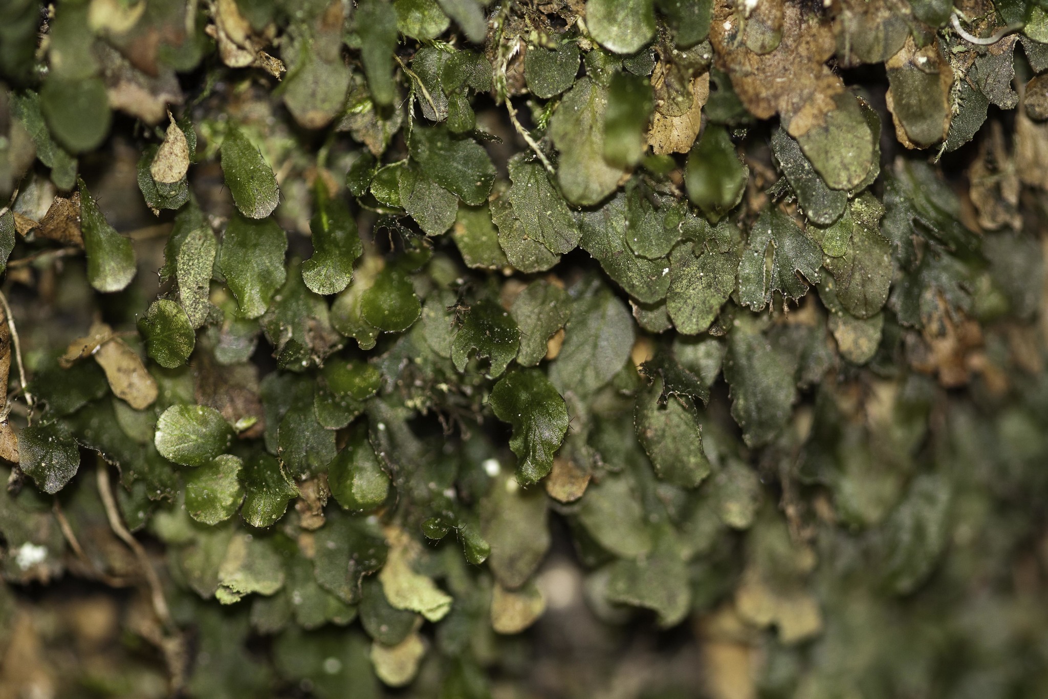 Didymoglossum petersii