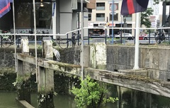 Ardea cinerea