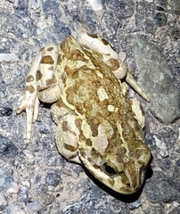 Strauchbufo raddei