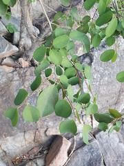 Pseudolachnostylis maprouneifolia