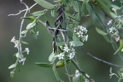 Astephanus triflorus