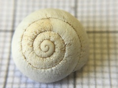 Sphincterochila prophetarum