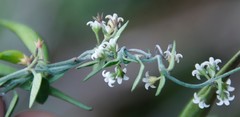 Astephanus triflorus