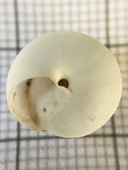 Sphincterochila prophetarum