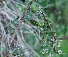 Astephanus triflorus