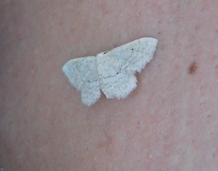 Idaea obsoletaria
