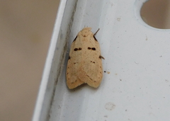 Stibaromacha ratella