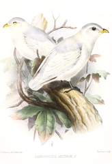 Yellow-Billed Cotinga photo 1