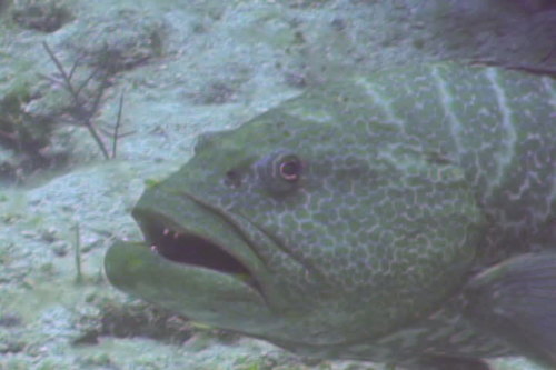 Mycteroperca tigris
