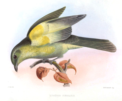 Grey-Tailed Piha photo 2