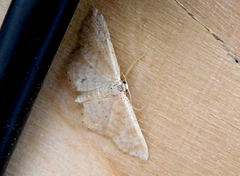Idaea belemiata