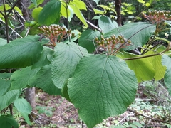 Viburnum lantanoides image