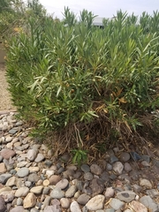 Nerium oleander