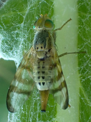 Terellia occidentalis