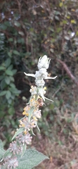Buddleja stachyoides