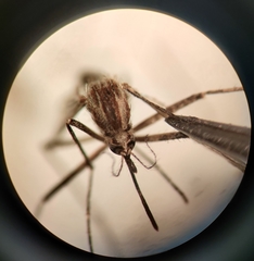 Aedes melanimon