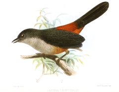 Scimitar-Winged Piha photo 2