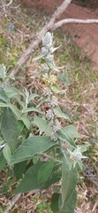 Buddleja stachyoides