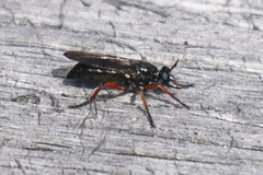 Laphria sadales