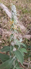 Buddleja stachyoides