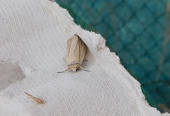 Mythimna prominens