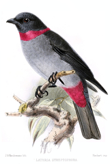 Rose-Collared Piha photo 2