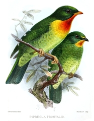 Scarlet-Breasted Fruiteater photo 3