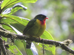 Scarlet-Breasted Fruiteater photo 1