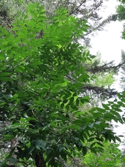 Fraxinus nigra image