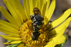 Dianthidium subparvum