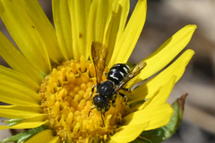 Dianthidium subparvum