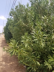 Nerium oleander