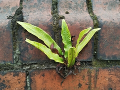 Asplenium scolopendrium