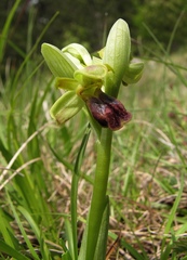 Ophrys fusca funerea