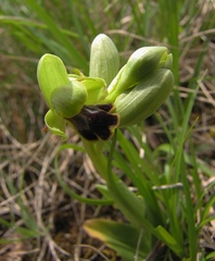 Ophrys fusca funerea