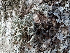 Pseudevernia furfuracea